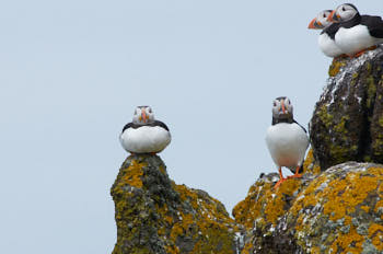 Oiseaux de mer<br>NIKON D300S, 420 mm, 450 ISO,  1/1250 sec,  f : 8 